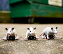 Load image into Gallery viewer, Racing Possums
