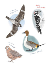 Load image into Gallery viewer, The Field Guide to Dumb Birds Sticker Book [Matt Kracht]
