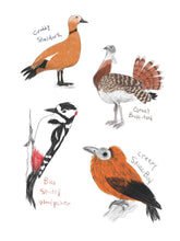 Load image into Gallery viewer, The Field Guide to Dumb Birds Sticker Book [Matt Kracht]
