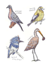 Load image into Gallery viewer, The Field Guide to Dumb Birds Sticker Book [Matt Kracht]
