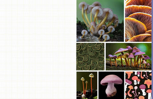 Cut & Collage Mushrooms And Fungi: Magnificent Images From The Forest Floor [Earth Aware Editions]
