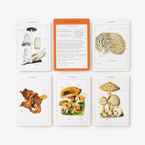 New York Botanical Garden Mushroom Identification Flashcards: 100 Common Mushrooms Of North America [The New York Botanical Garden]