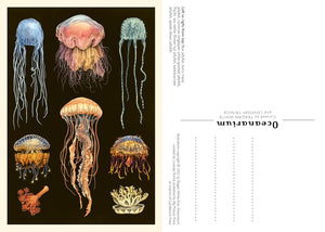 Oceanarium Postcard Box Set [Loveday Trinick & Teagan White]