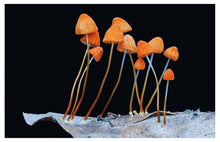 Load image into Gallery viewer, Entangled Life: The Illustrated Edition: How Fungi Make Our Worlds [Merlin Sheldrake]
