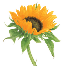 Load image into Gallery viewer, Tattly Sunflower Tattoos (Pair)

