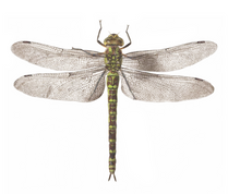 Load image into Gallery viewer, Tattly Dragonfly Tattoos (Pair)
