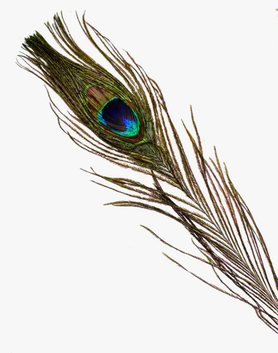 Peacock Feather